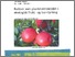 [thumbnail of Rapport 2011 Kobber som plantevernmiddel i økologisk frukt- og bærdyrking Serikstad.pdf]