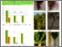 [thumbnail of NJF_2017_Toom_31257 Finding new cover crops for Estonian conditions.pdf]
