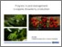 [thumbnail of NJF_2017_Wibe_ 31405 Progress in pest management in organic strawberry production.pdf]