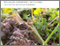 [thumbnail of 2023-01-16 13_33_35-Bodenschutz und Fruchtfolge. Einhaltung der Grünlandanteile in den Fruchtfolgen .png]