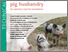 [thumbnail of 2023-01-30 11_47_18-Animal-friendly pig husbandry. An advisory tool for Swaziland.png]