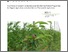 [thumbnail of BOEL_plant protection in organic apple production_2012.pdf]