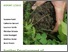 [thumbnail of Project 2012-66 Ekhaga sustainability assessment final report2.pdf]