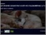 [thumbnail of Har grisenes døgnrytme noget med staldindretning at gøre_PDF.pdf]