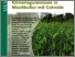 [thumbnail of Erfolgreicher Anbau von Körnerleguminosen in Mischkultur mit Getreide]