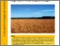 [thumbnail of Organic_wheat_UAt.pdf]