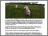 [thumbnail of Lower prolificacy and more robust piglets in Topigs Norsvin compared to Danbred.pdf]