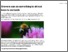 [thumbnail of 19dec16_Growers can do something to attract bees to orchards.pdf]