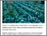 [thumbnail of Farmers magazine MASKINBLADET 20171121_Dyrkning i planterester giver mindre ukrudt.pdf]