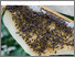 [thumbnail of Organic_Beekeeping.png]