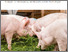[thumbnail of 2022-05-17 11_42_13-Artgerechte Fütterung von Mastschweinen-Strategien zur Verbesserung des Tierwohl.png]