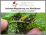 [thumbnail of 2023-04-21 15_56_32-How to control black cherry aphid (Myzus cerasi) using open beneficial insect re.png]