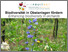 [thumbnail of 2023-04-21 16_34_27-How to promote biodiversity in orchards_ Flowering strips, hedges, anchor plants.png]
