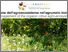 [thumbnail of 2023-04-24 13_22_30-Managing the agro-ecosystem in the organic citrus grove_ biodiversity and soil m.png]