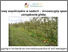 [thumbnail of 2023-04-27 16_20_55-Intercropping in orchards as innovative practice of soil management - YouTube.png]