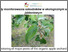 [thumbnail of 2023-04-27 16_53_09-Monitoring of major pests of the organic orchard - YouTube.png]