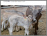 [thumbnail of 2024-07-25 15_00_39-Cow-reared Calf Husbandry in Dairy Farming - Housing Systems for Species-specifi.png]