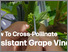 [thumbnail of 2024-08-22 15_39_05-(88) The New Generation Of Cabernet_ How To Cross-Pollinate A Resistant Grape Vi.png]