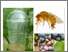 [thumbnail of 2024-11-11 16_08_31-Plan d’actions contre la Drosophila suzukii _ vignoble - Plan d’actions_drosophi.png]