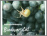 [thumbnail of 2024-11-20 13_48_31-biodiversitat-broschure-2022-wein-klein.pdf – Mozilla Firefox.png]