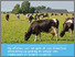 [thumbnail of 2024-12-04 16_25_13-de_effecten_van_het_gebruik_van_draadloze_afraste-wageningen_university_and_rese.png]