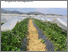 [thumbnail of 2024-12-10 13_31_50-Good agricultural practice in irrigation management - 2522-irrigation.pdf – Mozi.png]