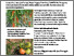 [thumbnail of moosmann-2024-bioaktuellch_Das-Jordanvirus-bewegt-die-Tomatenwelt.pdf]