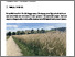 [thumbnail of carrel-2024-bioaktuellch_Saatgut-Stickstoff-und-Striegel_Ein-paar-Tipps-zur-Roggensaat.pdf]
