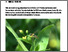 [thumbnail of kern-faessler-2024-bioaktuellch_Wie-insektenfreundlich-sind-Zierpflanzen.pdf]