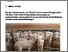 [thumbnail of buehl-2024-bioaktuellch_Muttergebundene-Laemmeraufzucht-in-der-Praxis.pdf]