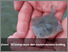 [thumbnail of Powerpoint_Den blå.pdf]