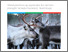 [thumbnail of Mørk 2025 Obduksjonsfunn og tapsårsaker hos tamrein i Nord-Norge.pdf]