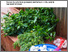 [thumbnail of mwende-etal-2024-SysComKenya_leaflet_plantextract.pdf]