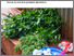 [thumbnail of SysComKenya_leaflet_plantextract.pdf]
