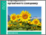 [thumbnail of 4467-sunflower-ua.pdf]