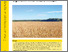 [thumbnail of 1045-pshenucja.pdf]