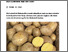 [thumbnail of gelencser-2025-bioaktuellch-Neue-robuste-Biosorten-bereichern-die-Sortenliste-Kartoffeln.pdf]