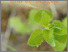 [thumbnail of Bioaktuell_05_2025_luetold_Neophyten_erkennen.pdf]