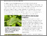 [thumbnail of hedrich-2025-bioactualitesch_Des-altises-dans-differentes-cultures-de-plantes-aromatiques_FR.pdf]