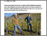 [thumbnail of luetold-2025-bioactualitesch_Quand-la-vigne-pousse-sous-des-bouleaux.pdf]