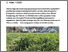 [thumbnail of schneider-ballvora-2025-bioaktuellch_Neue-Rapssorten-fuer-den-Biolandbau.pdf]
