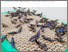 [thumbnail of 2025-06-02 18_32_52-Anleitung zur Zucht und Mast der Schwarzen Soldatenfliege - 1160-hermetia-de.pdf.png]