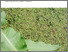 [thumbnail of 1765-duckweed.pdf]