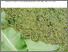 [thumbnail of 1734-lentilles-d-eau.pdf]