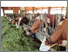[thumbnail of 2025-06-09 15_23_26-Kraftfutterreduzierte Milchviehfütterung. Ein Leitfaden zu mehr Futterautonomie .png]