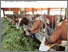 [thumbnail of 1095-kraftfutterreduktion.pdf]