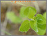[thumbnail of bioattualita_luetold_riconoschere.pdf]