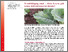[thumbnail of sauer-etal-2025-GemuesebauInfo_Nr2_12032025.pdf]