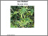 [thumbnail of Schlussbericht]