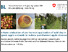[thumbnail of Boutry_IOBC_BeneFruits_2025_flashtalk_Innostock_Myco-Sin_2025-09-17.pdf]
